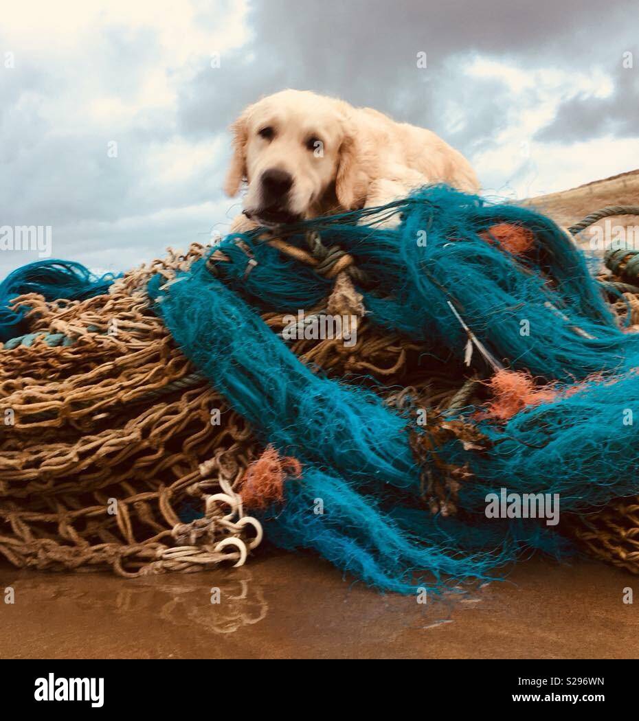 Golden Retriever mit Müll am Strand Stockfoto