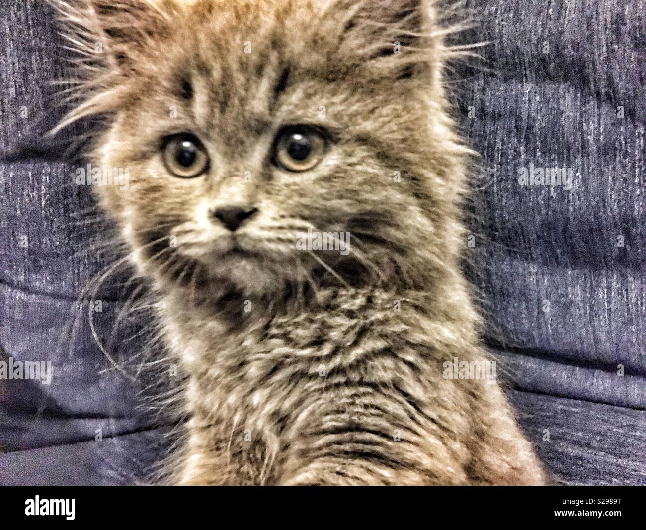 Britische Kitty Cat portrait Stockfoto