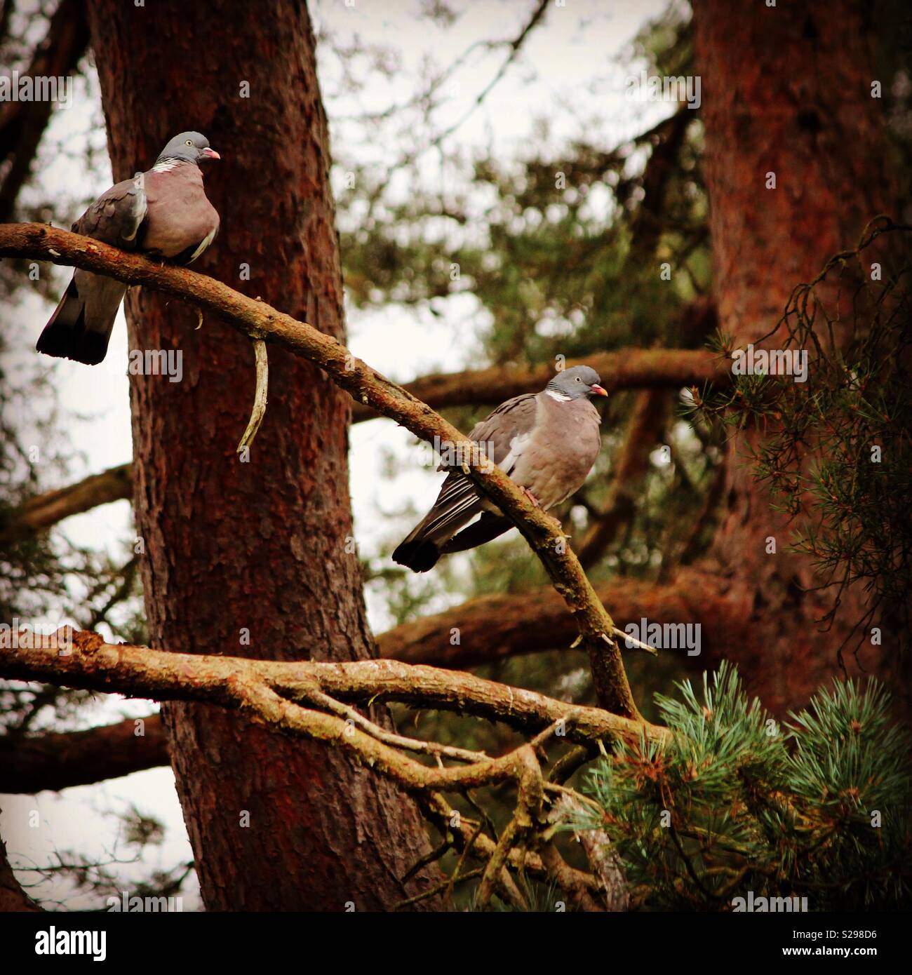 Zwei Holz Tauben auf einem Pine Tree Branch Stockfoto