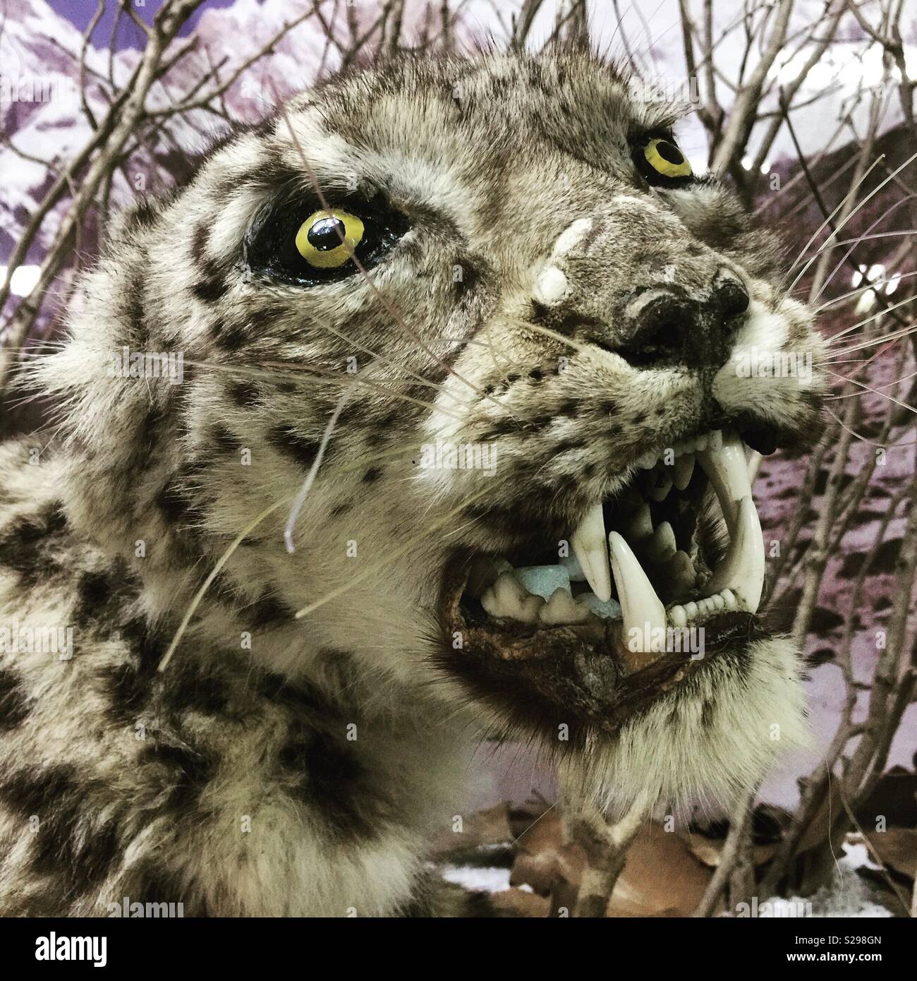 Gefüllte Himalayan Tiger Stockfoto