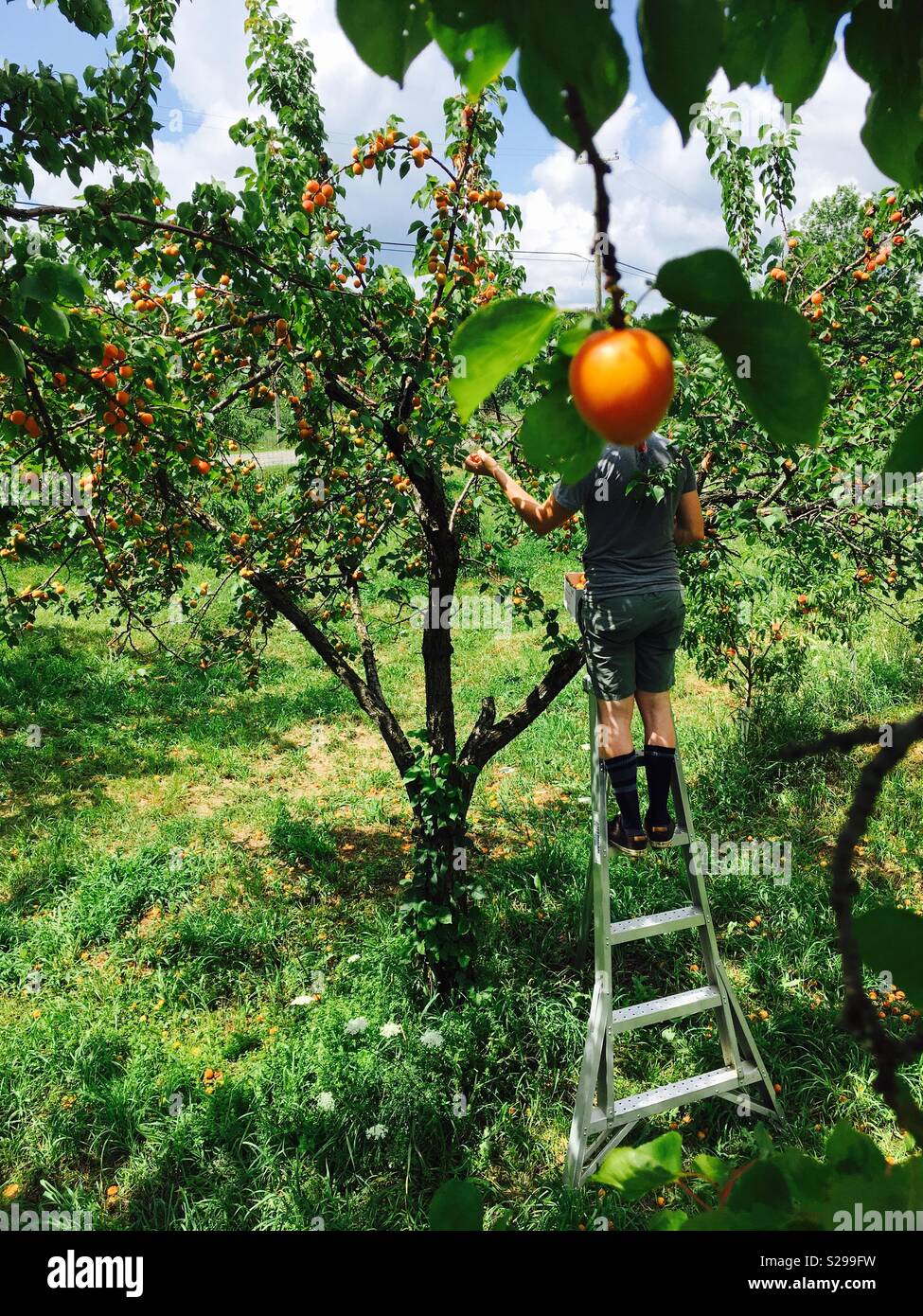Person Kommissionierung Aprikosen zu einem wählen Sie ihre eigenen lokalen Farm Stockfoto