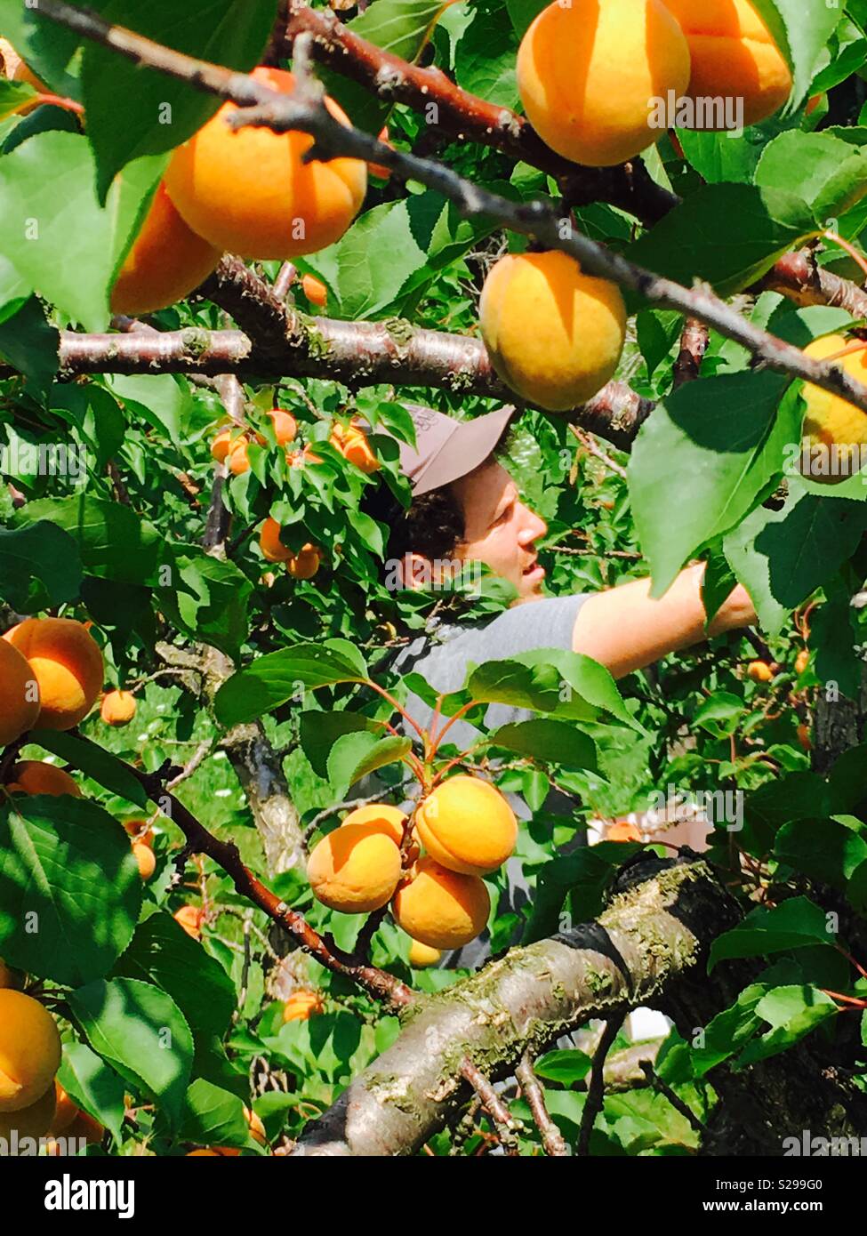 Person Kommissionierung frischen Aprikosen zu einem wählen Sie ihre eigenen lokalen Farm Stockfoto