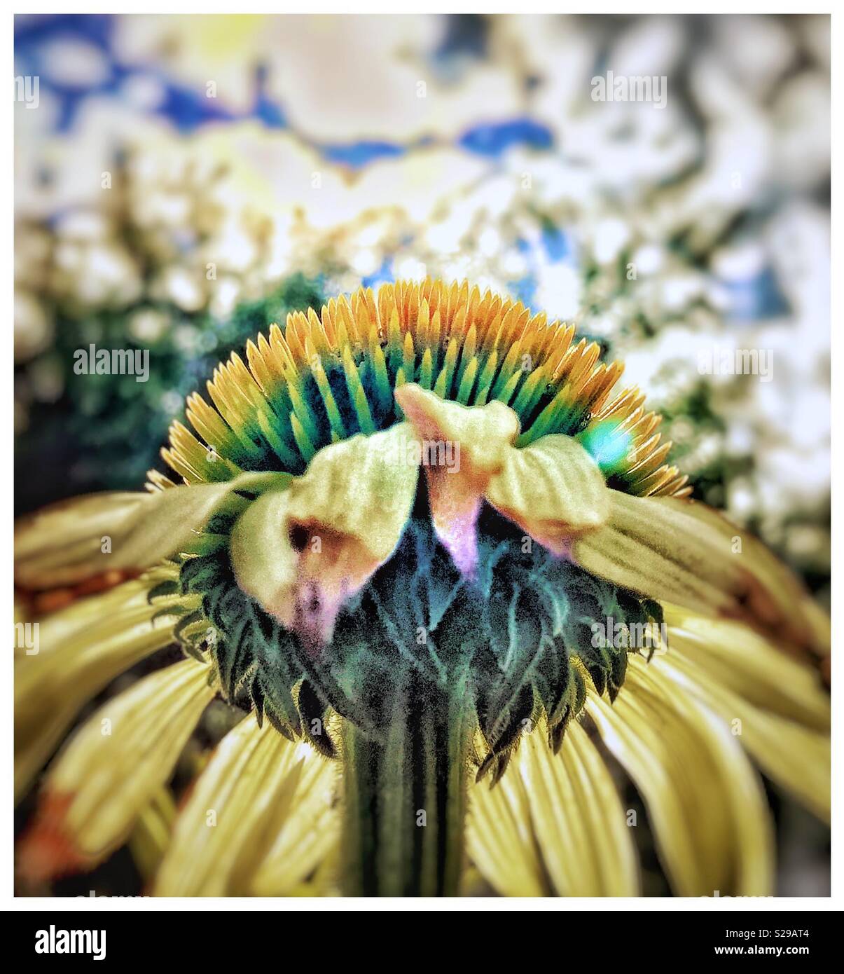 Eine verblasste Echinacea Blume - Smartphone-aufgenommenes Stockfoto