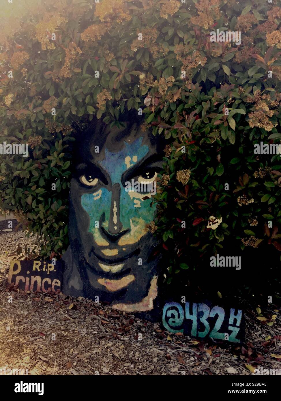 Prinz afro Bush, Citrus Heights, Kalifornien - Smartphone-aufgenommenes Stockfoto