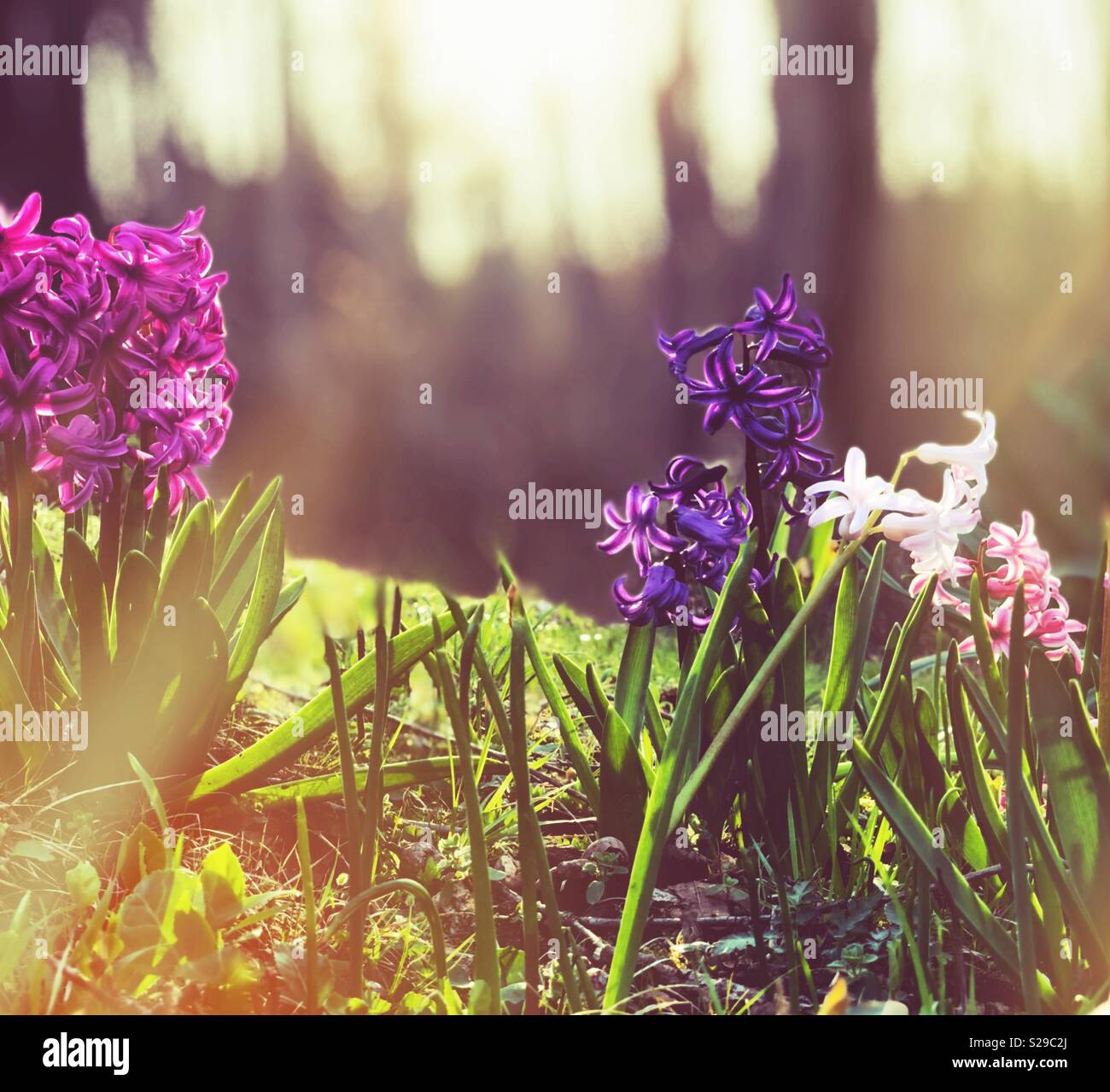 Frühling Blumen. Stockfoto