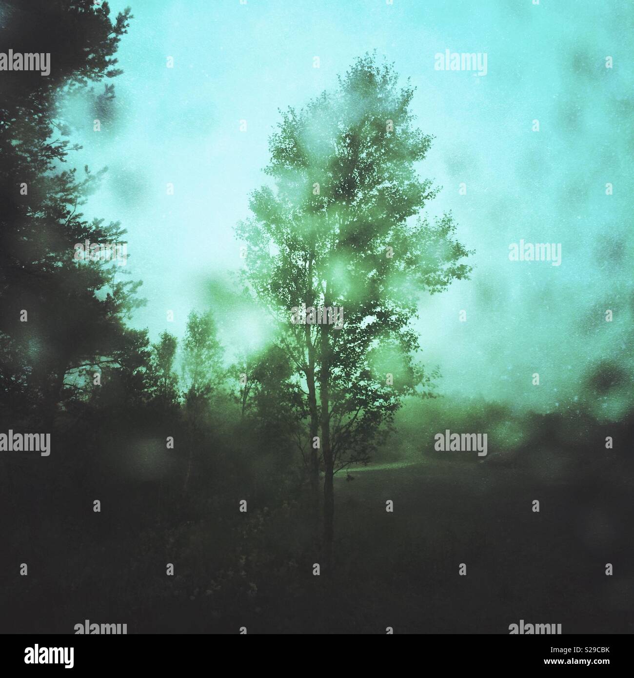 Ein Baum im Regen Stockfoto