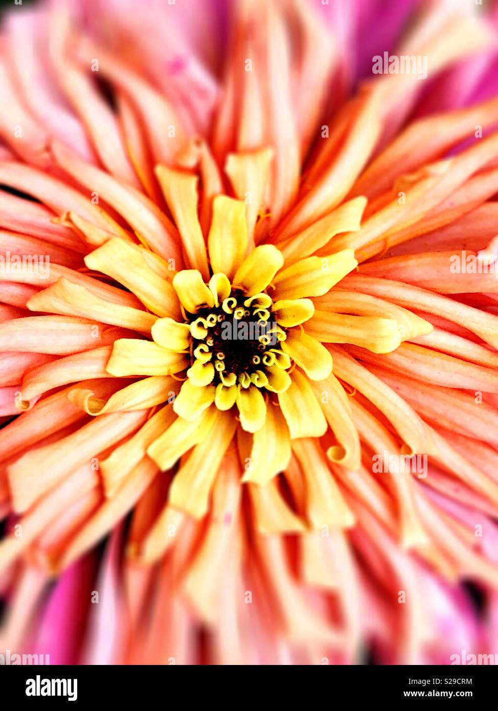 Nahaufnahme der Blüte in der Blüte. - Smartphone-aufgenommenes Stockfoto