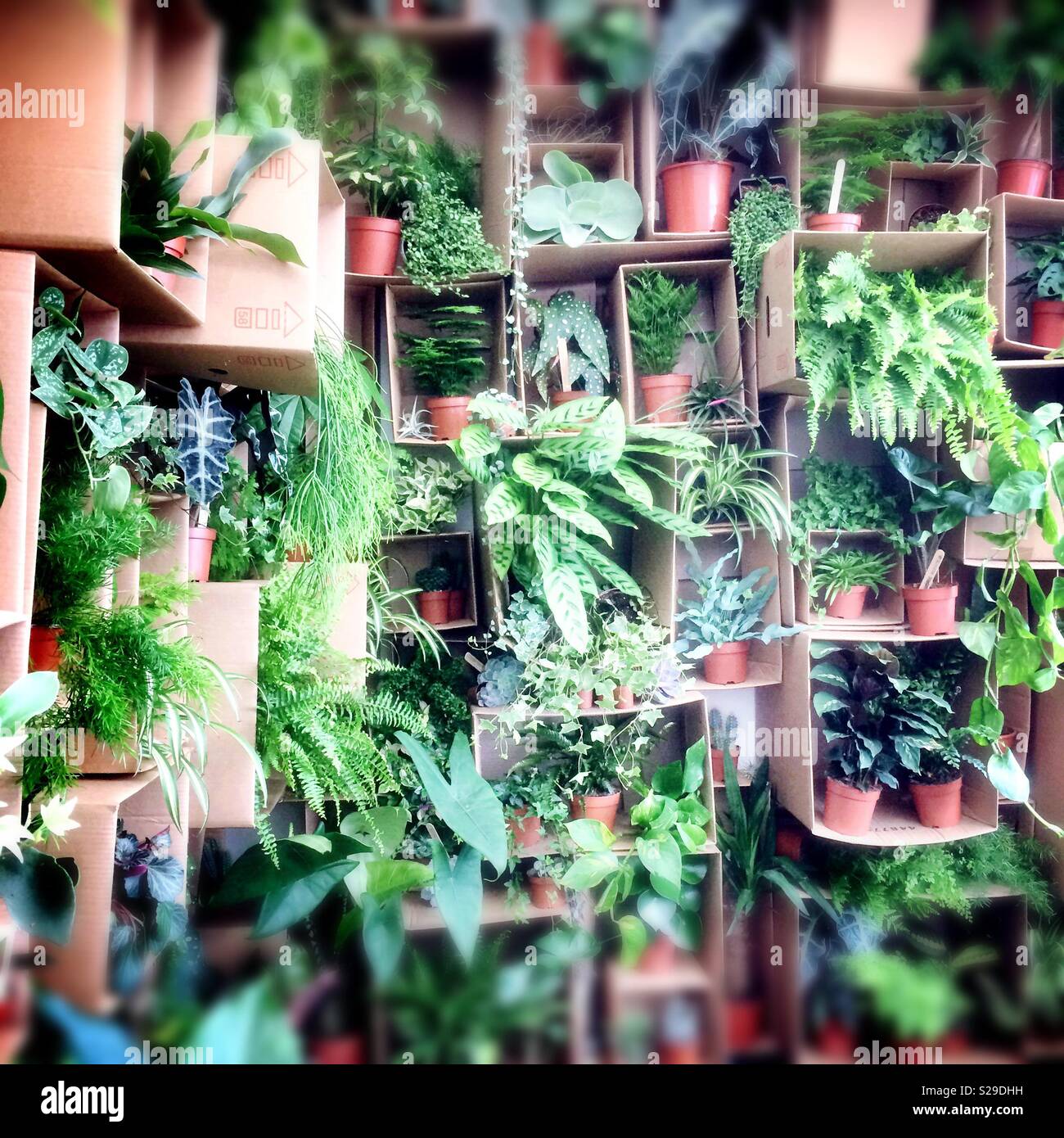 Zimmerpflanzen angezeigt in Kartons Stockfoto