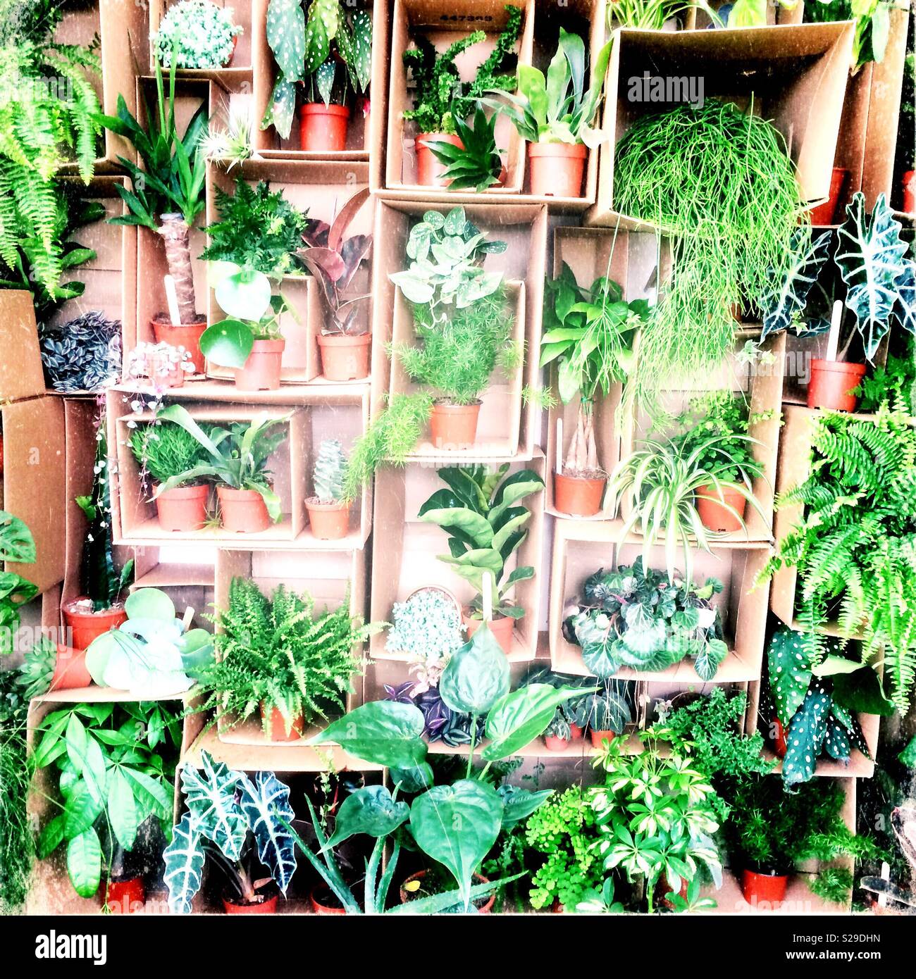 Zimmerpflanzen angezeigt in Kartons in Tatton Park flower show Stockfoto