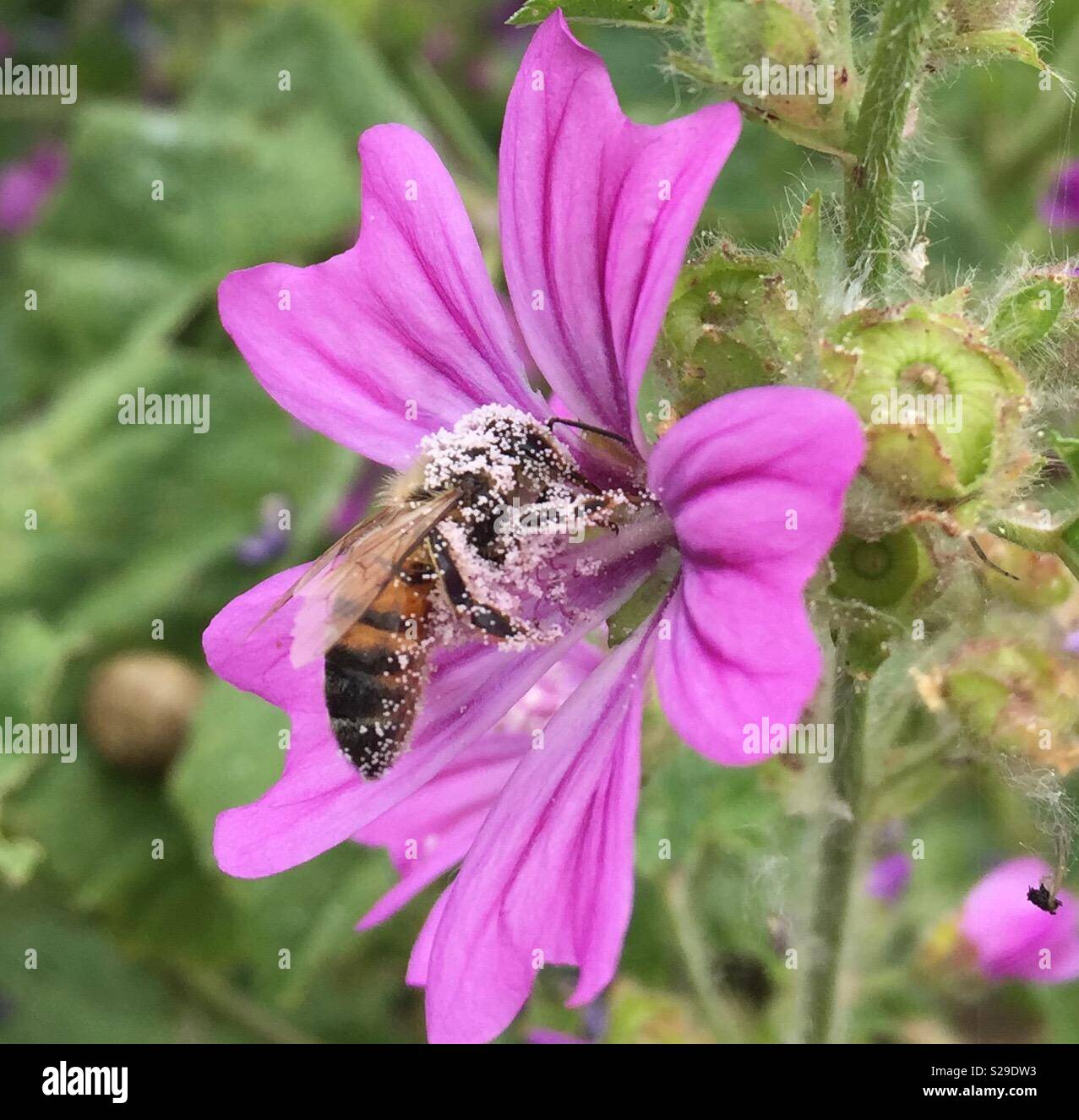 Pollen auf eine Biene Stockfoto