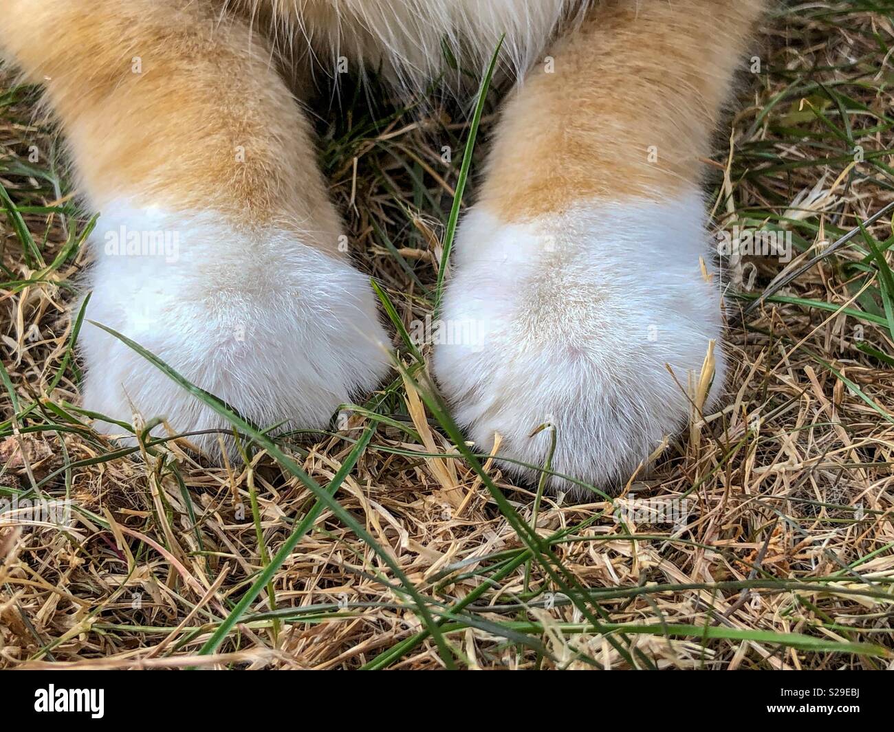 Katzenpfoten Stockfoto