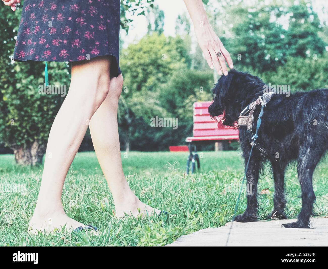 Frau belohnen ein schwarzer Hund in einem Park im Laufe des Tages Stockfoto