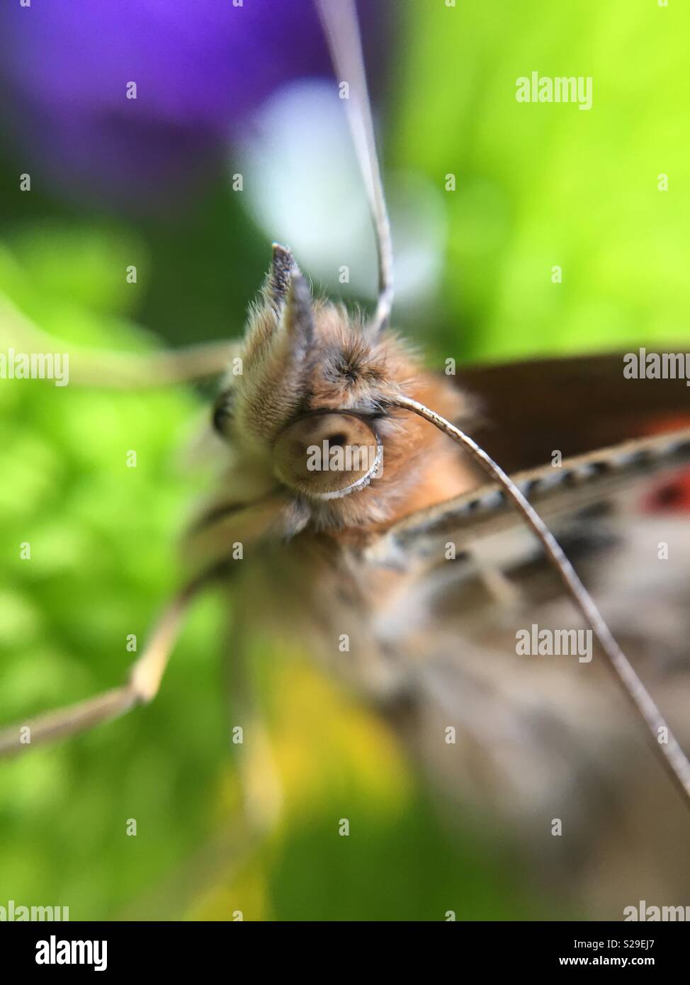 Schmetterling Gesicht Stockfoto