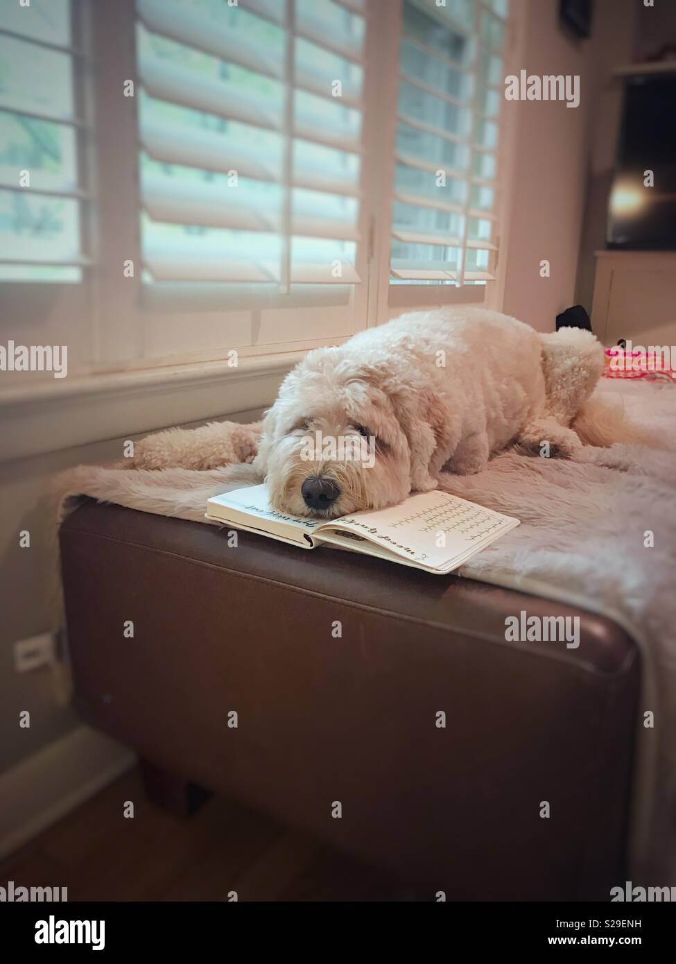 Goldendoodle Hund schläft auf Journal. Stockfoto