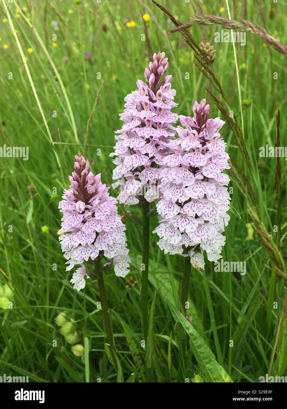 Gemeinsame beschmutzt Orchideen - Smartphone-aufgenommenes Stockfoto