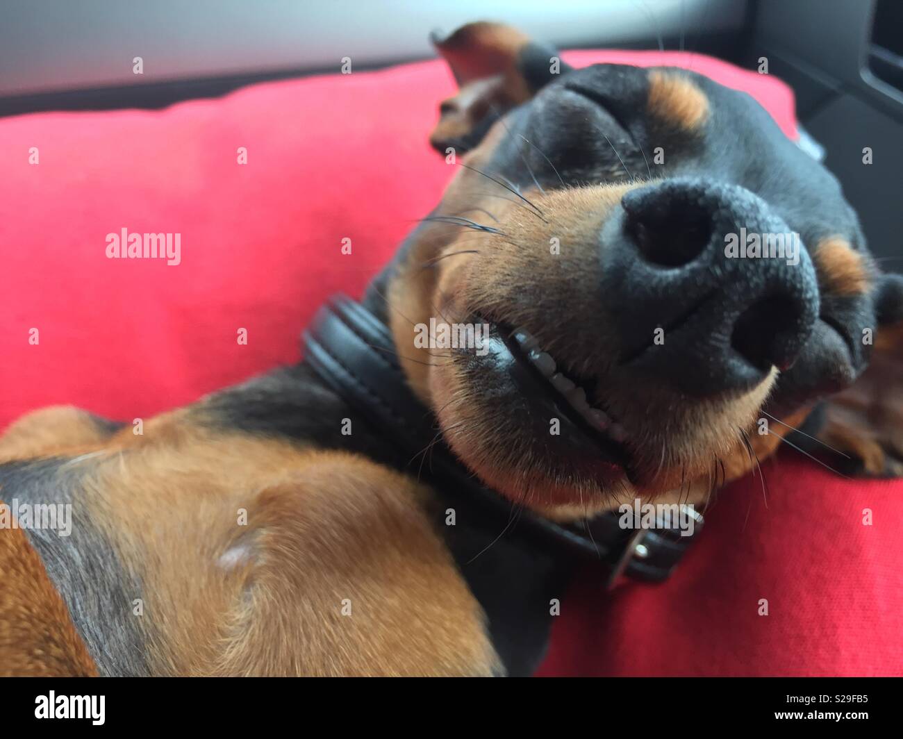 Hund lächeln Stockfoto