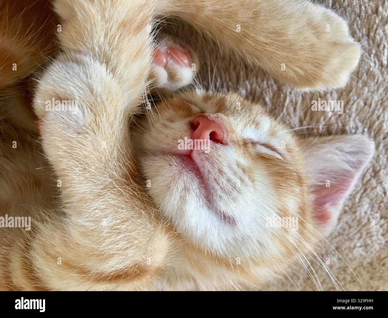 10 Woche alt Ginger tabby cat Kitten Stockfoto