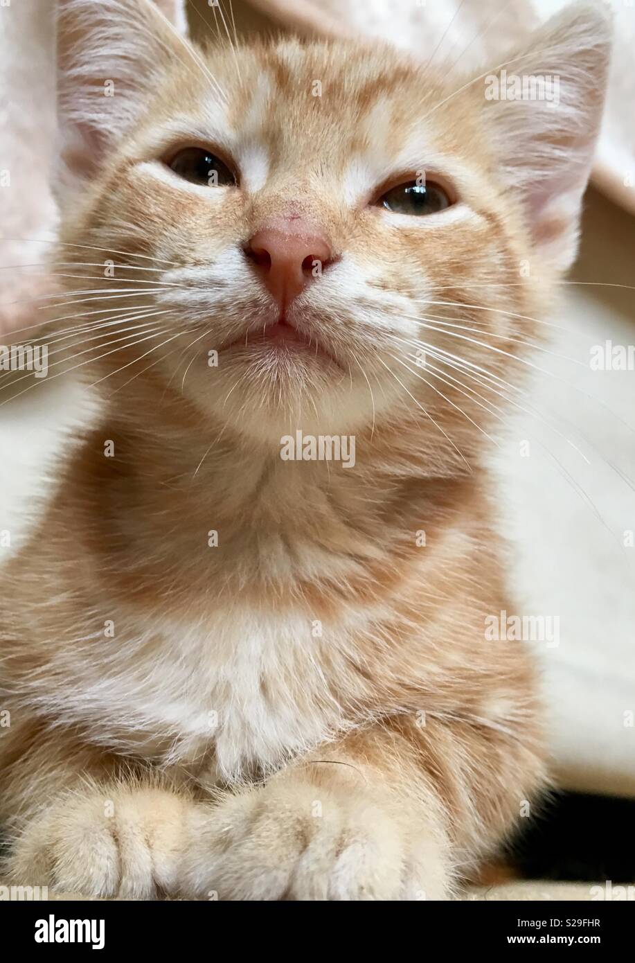 10 Woche alt Ginger tabby cat Kitten Stockfoto