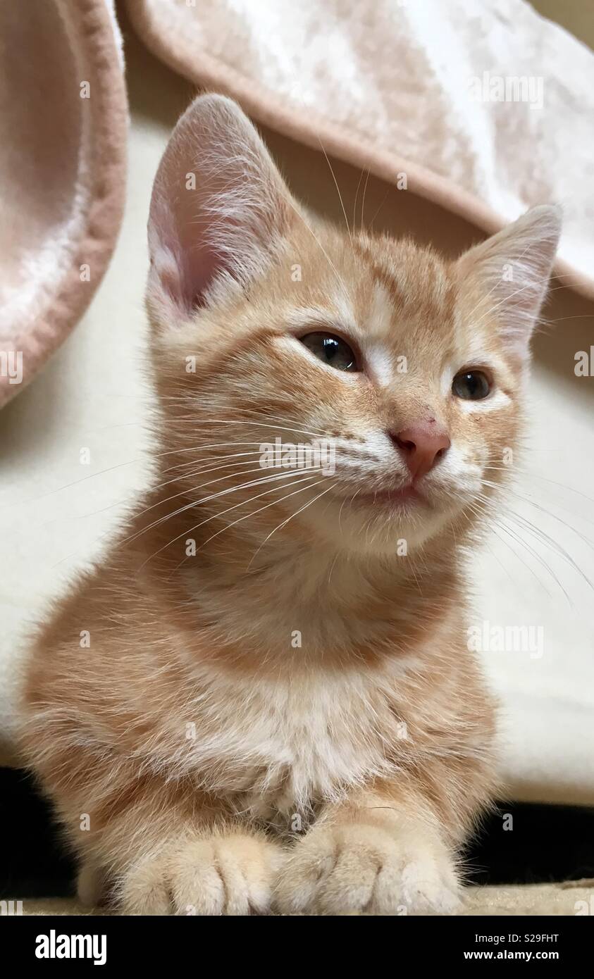 10 Woche alt Ginger tabby cat Kitten Stockfoto