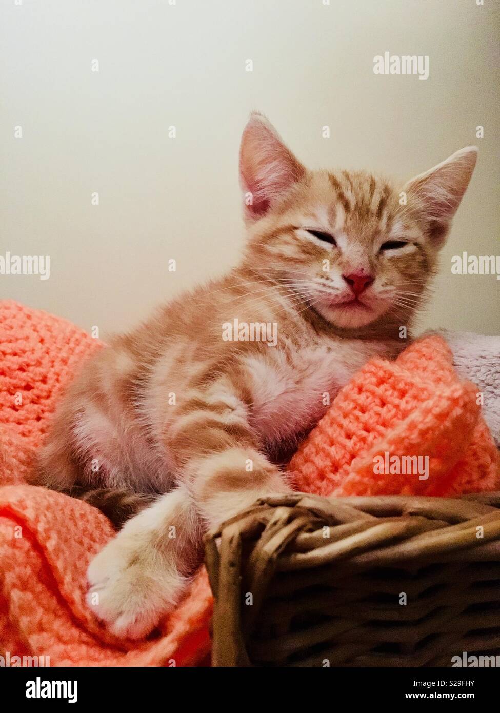 10 Woche alt Ginger tabby cat Kitten Stockfoto