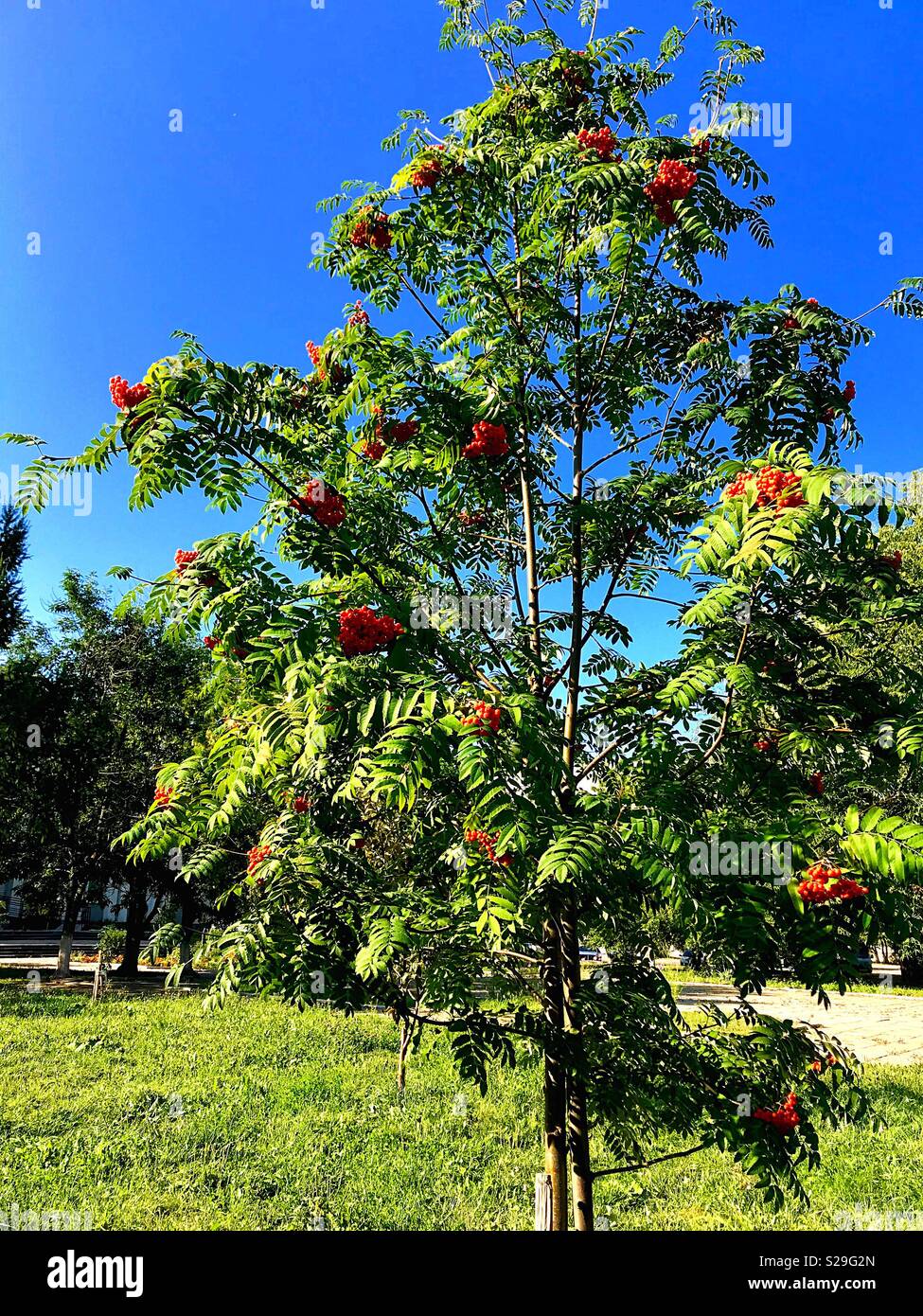 Ein Baum des Mountain Ash im Sonnenlicht. - Smartphone-aufgenommenes Stockfoto
