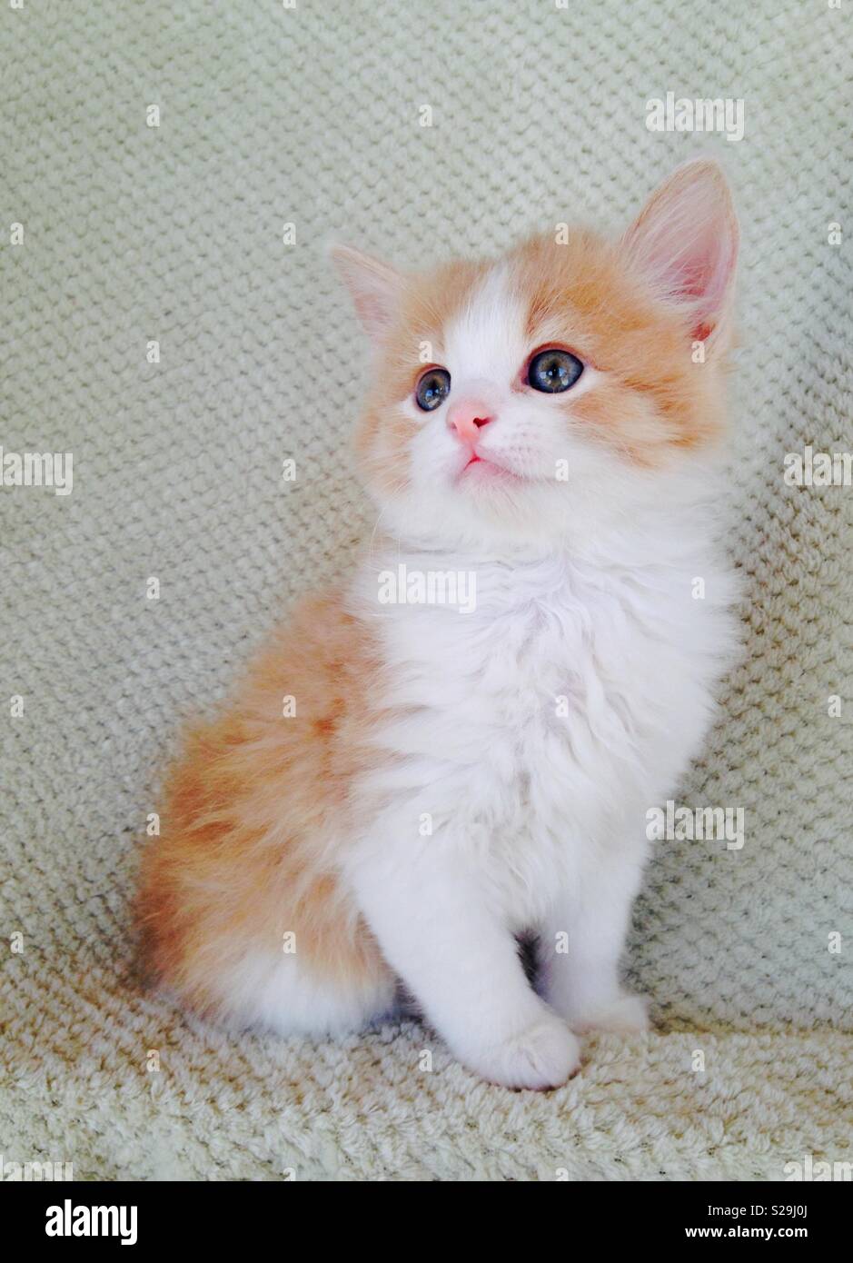 Flauschige Susse Orange Und Weisse Katzchen Sass Auf Einer Decke Stockfotografie Alamy