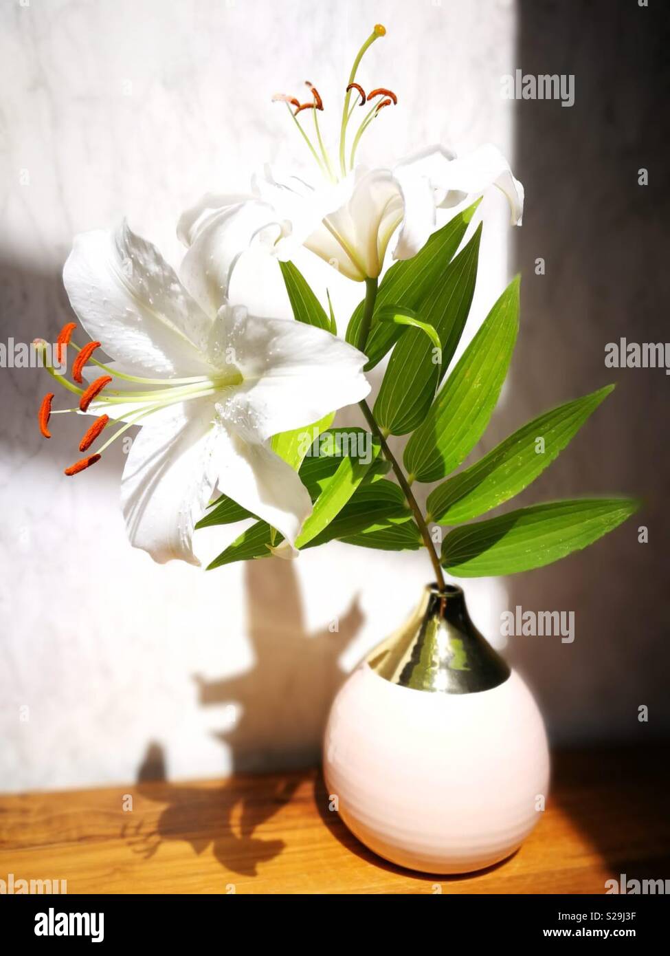 White Lily baden im Sonnenlicht in Vase - Smartphone-aufgenommenes Stockfoto