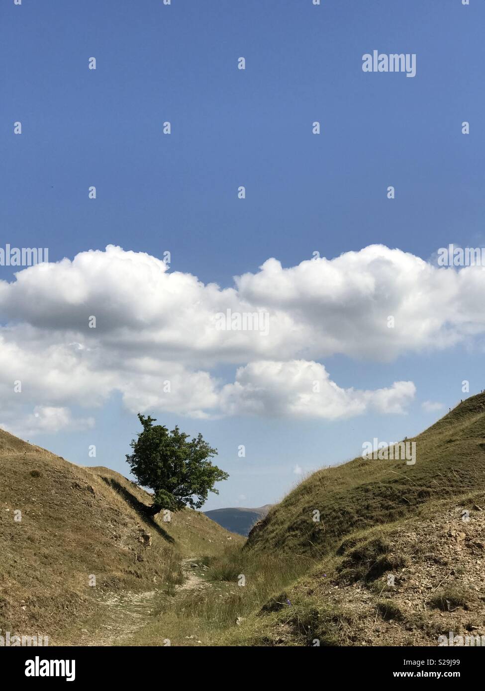 Einsamer Baum stehend in den Bergen im Sommer. - Smartphone-aufgenommenes Stockfoto