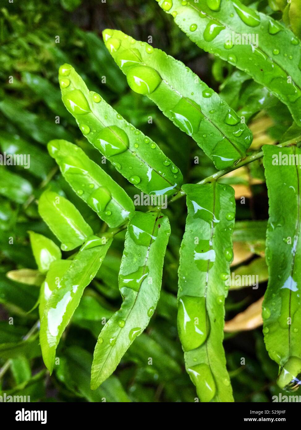 Regen fällt in Farnblätter Stockfoto