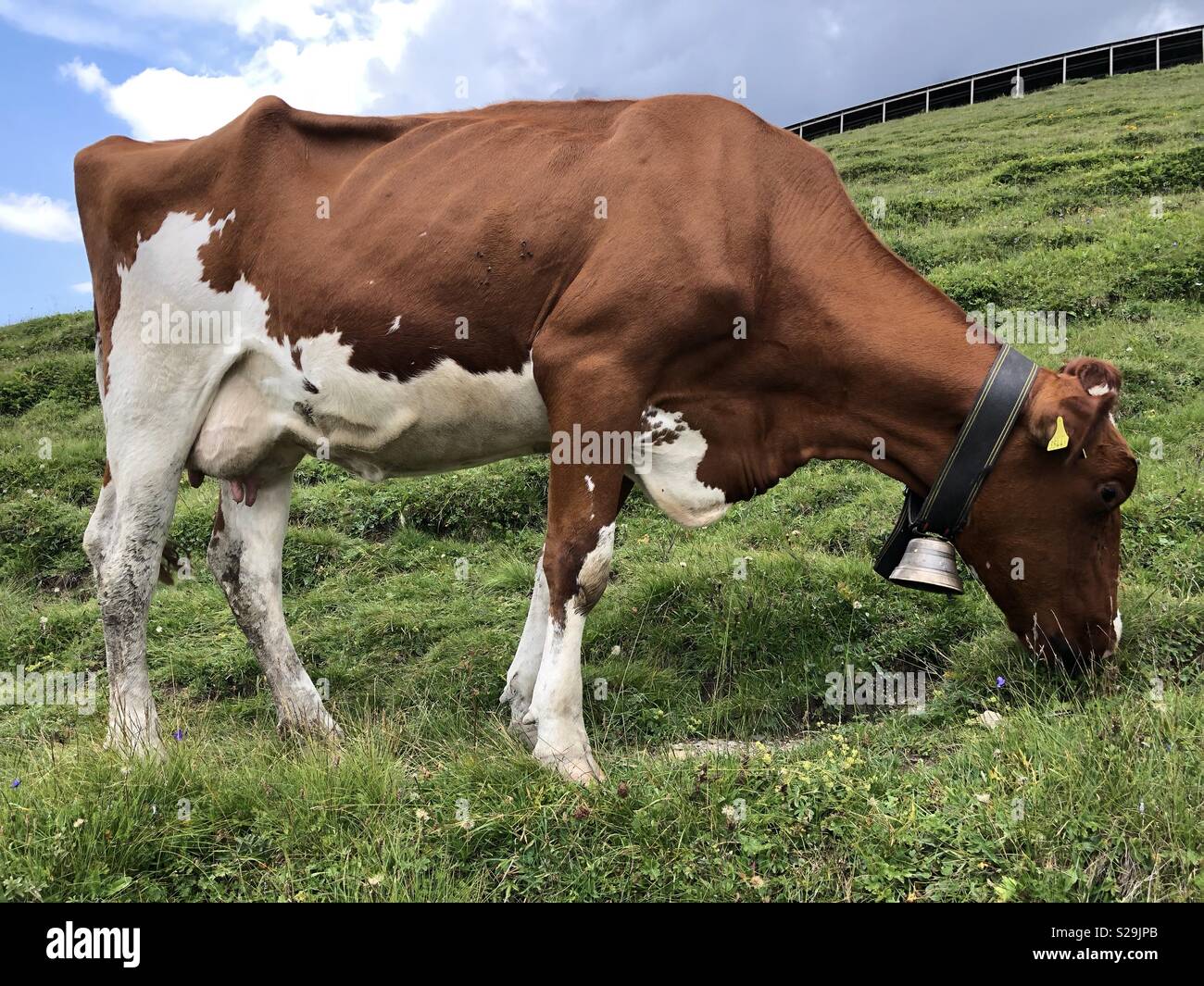 Schweizer Kuh Stockfoto