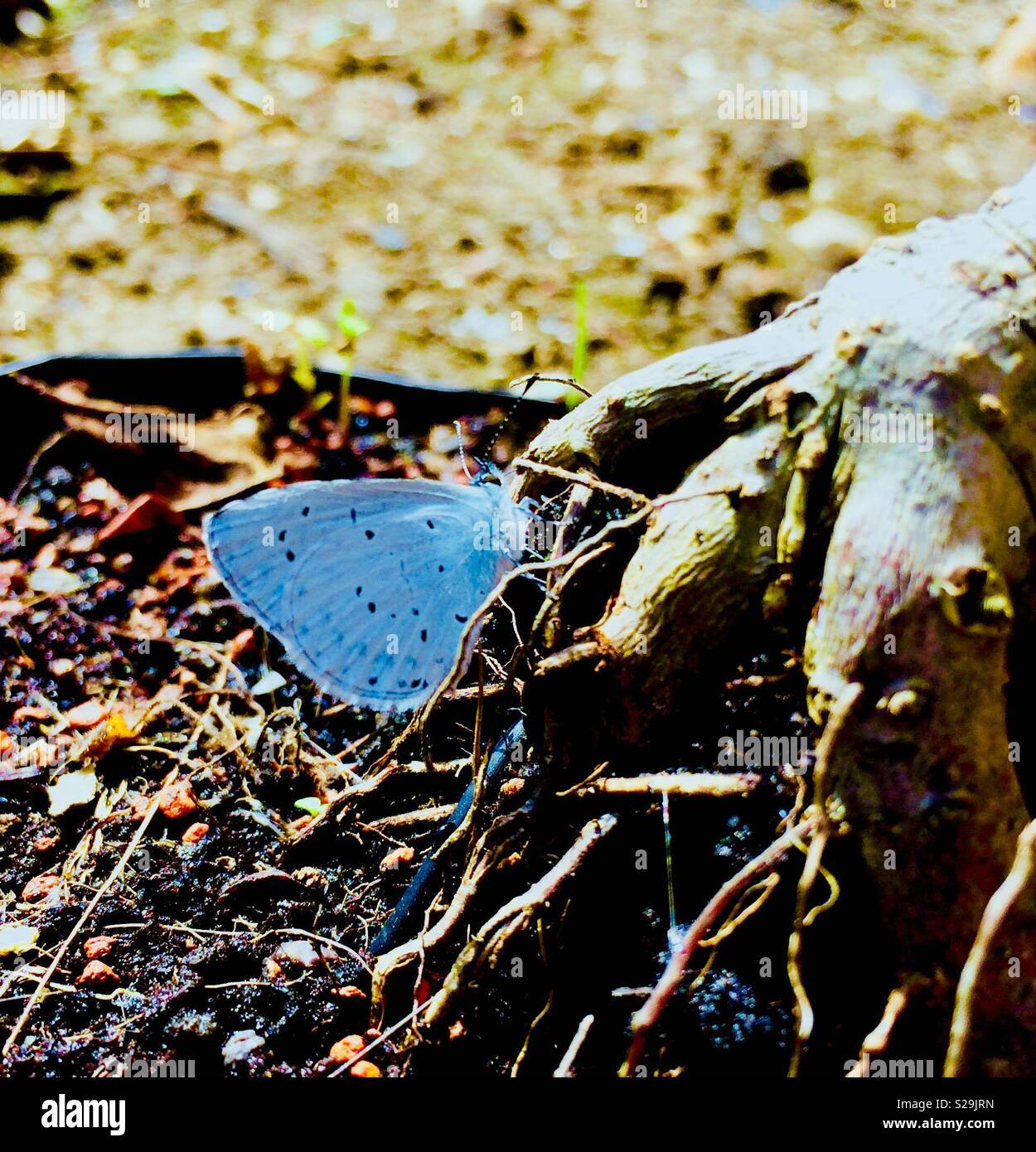 UK Holly Blue Butterfly ruht auf freiliegenden Wurzeln von Bonsai Baum Stockfoto