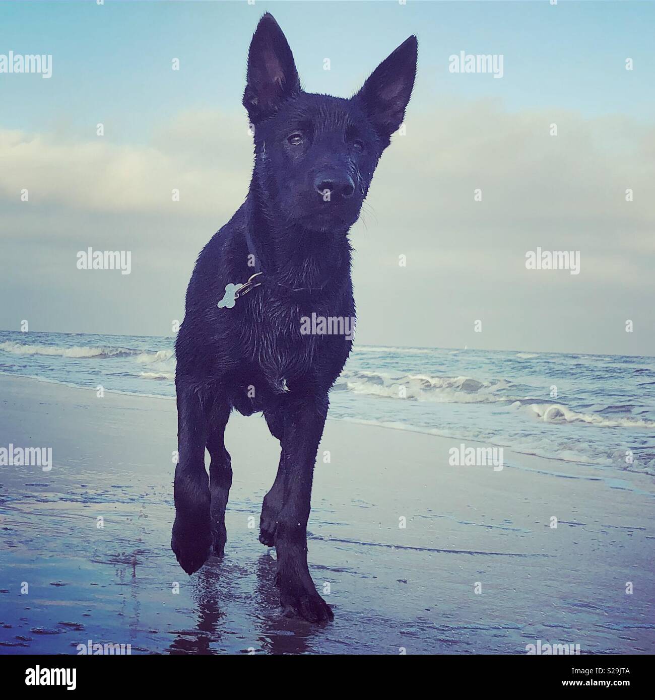 Beachdog Hirte Stockfoto