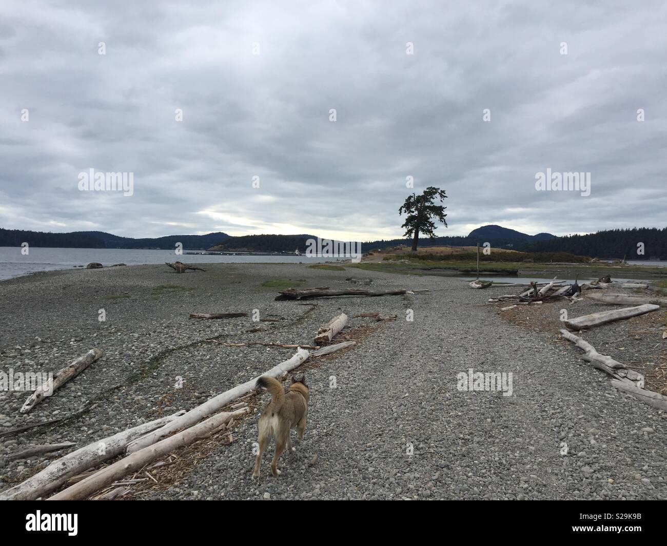 Dies ist ein Blick auf den Nordwesten Washington Skagit Bay über Sand und Kies weg zum Wasser mit Treibholz liegen, wo sich ein Blick auf das Meer. Stockfoto