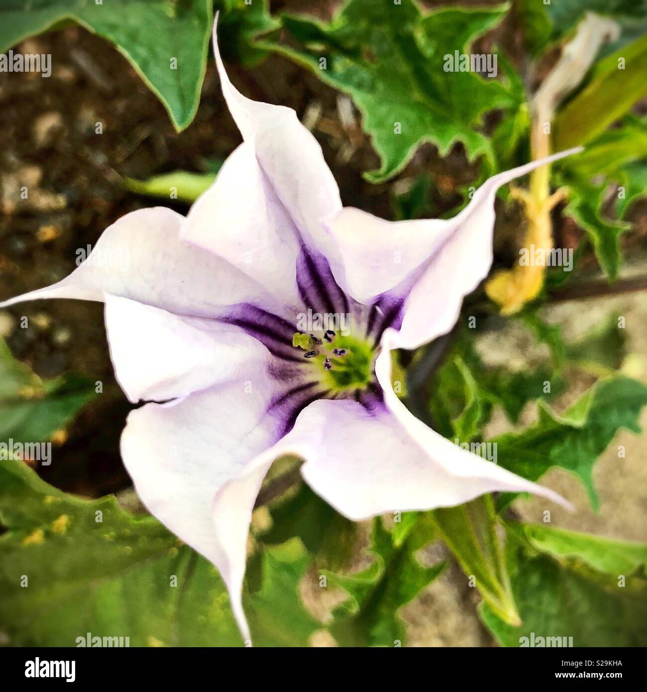 Jimsonweed Blume. Stockfoto