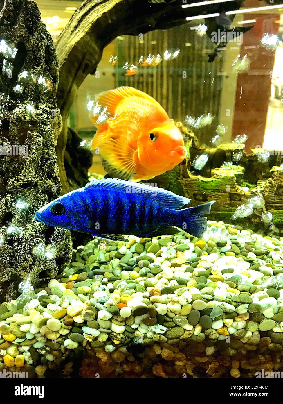 Zwei Fische in einem Aquarium - Smartphone-aufgenommenes Stockfoto