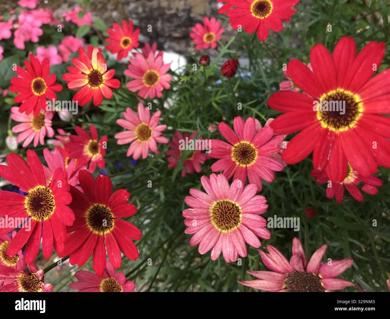 Marguerite daisy Stockfoto