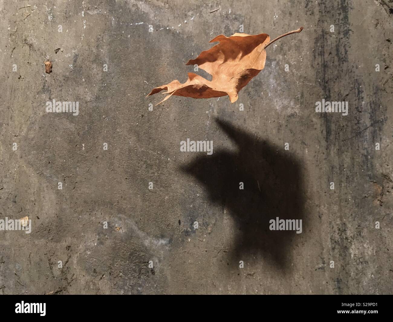 Herbst Blatt gegen eine alte Betonwand fallen. - Smartphone-aufgenommenes Stockfoto
