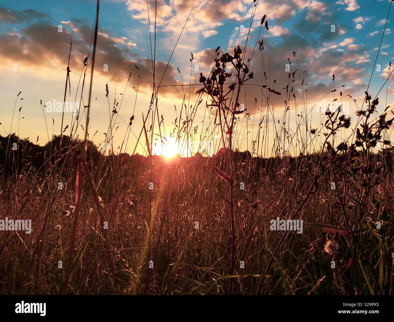 Sonnenuntergang am Abend durch Wildblumen Silhouetten - Smartphone-aufgenommenes Stockfoto
