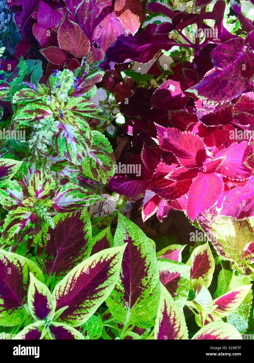 Bunte Coleus Pflanze mit grün, rosa, rot und bunte Blätter. Stockfoto