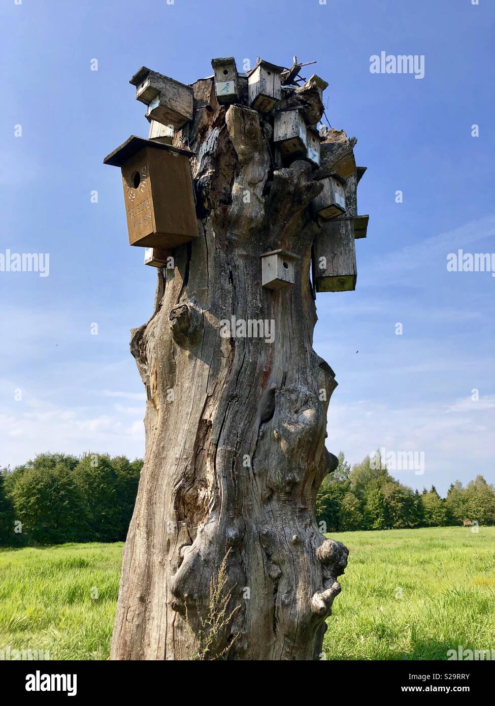 Riesige Baum stinken mit vielen Vogelarten beherbergt. Plateliai, Litauen. Stockfoto