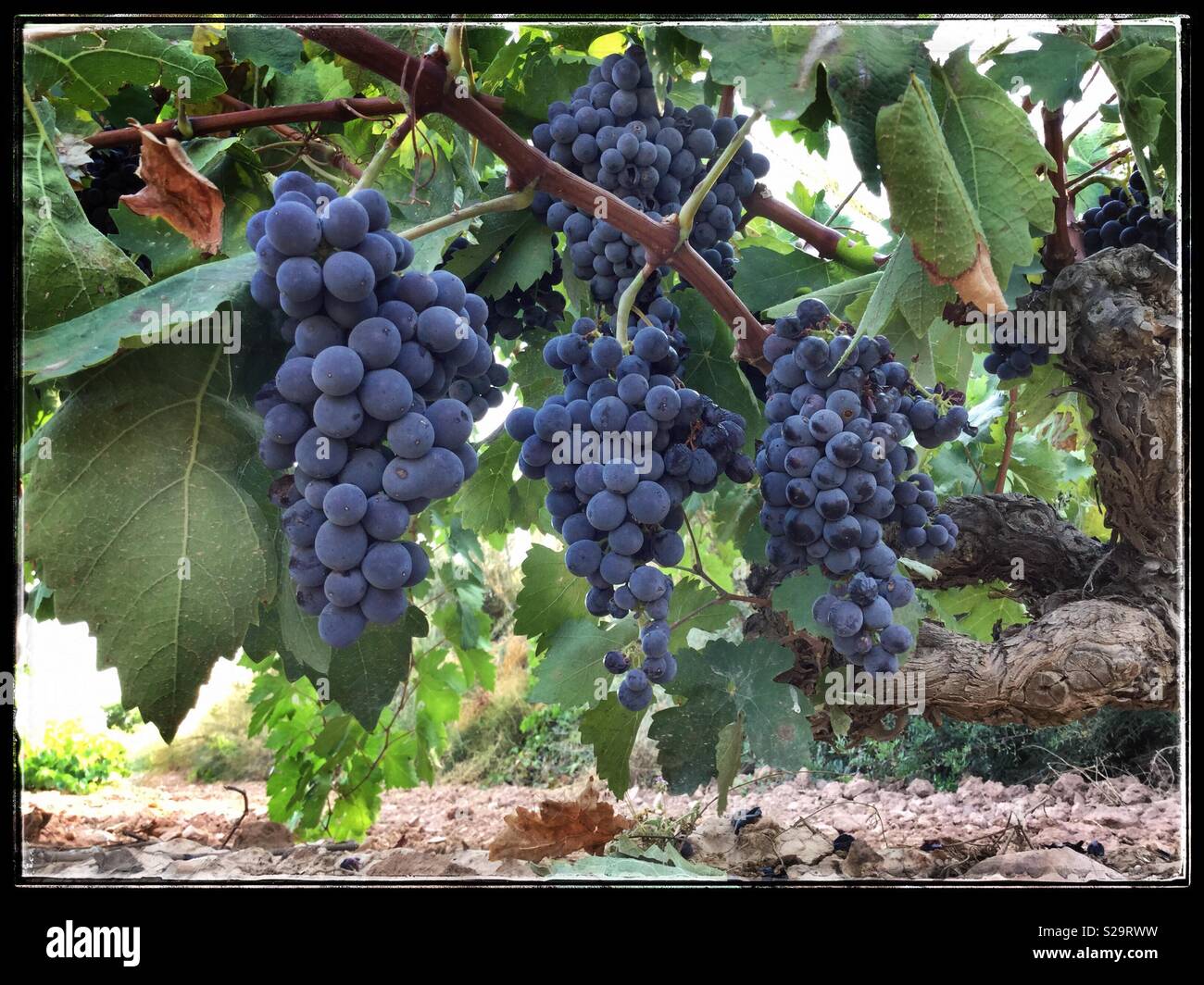 Carignan Trauben reifen an der Rebe, Katalonien, Spanien. Stockfoto