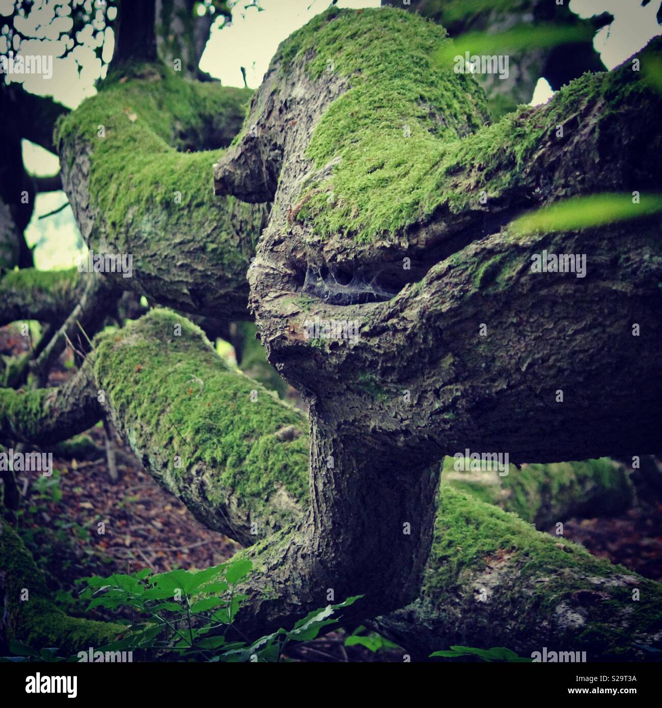 Slithering Zweige der Moos bedeckt Horizontale wachsenden Baum in West Sussex England Stockfoto