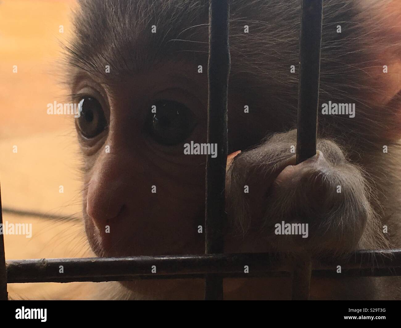 Caged baby Monkey - Smartphone-aufgenommenes Stockfoto