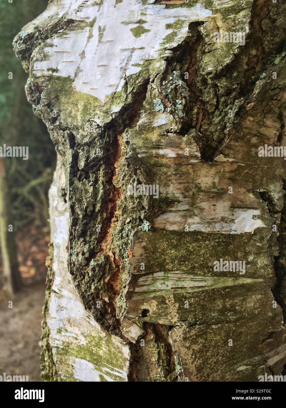 Baum Geist Stockfoto
