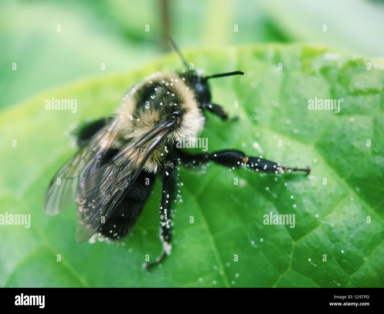 Makro einer Hummel in Pollen auf eine Gurke Blatt abgedeckt. Stockfoto