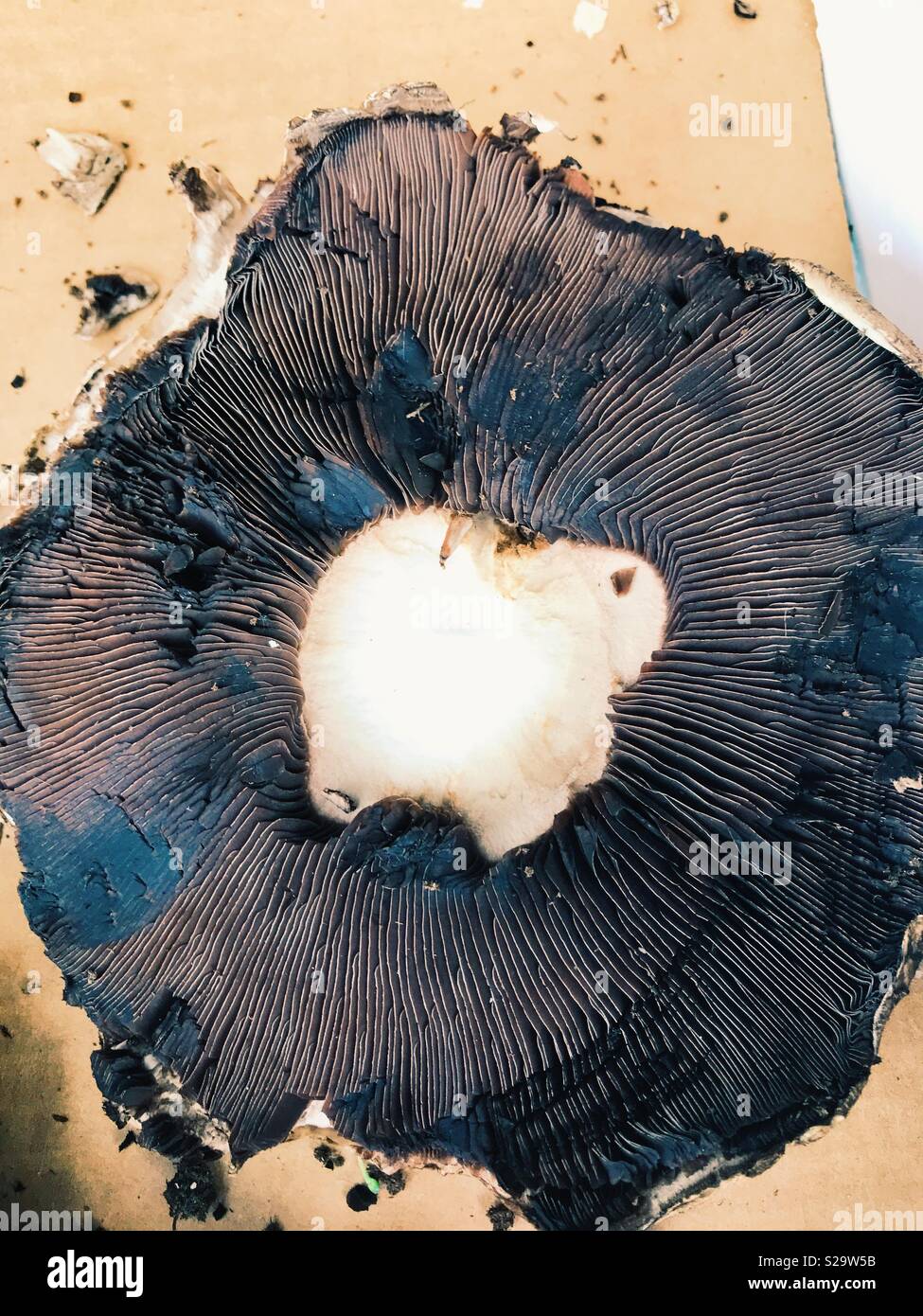 Der Unterseite der Kappe eines Pilzes mit braunen Lamellen. Stockfoto