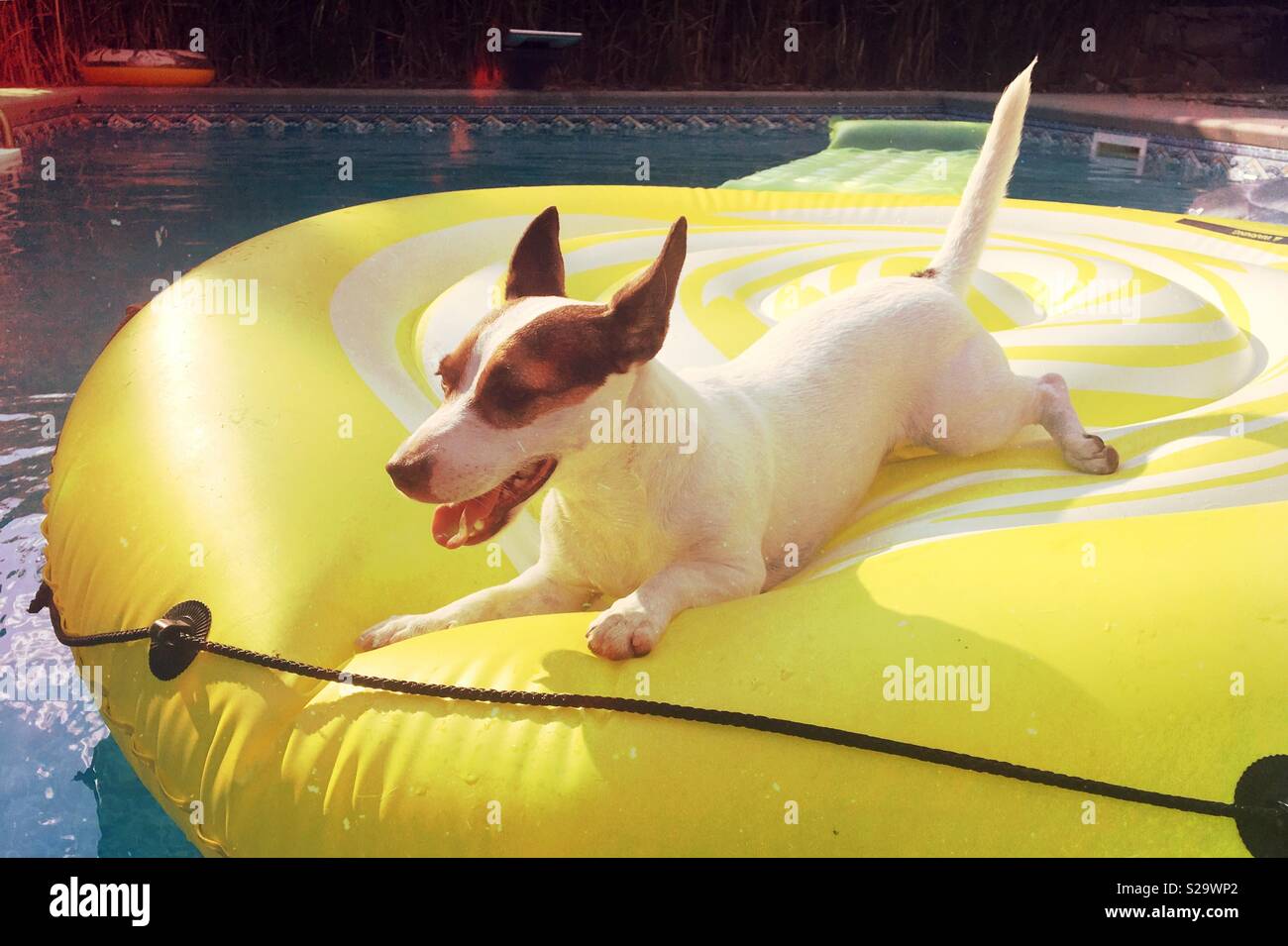 Jack Russell Terrier Hund auf einen Pool schwimmen. Stockfoto