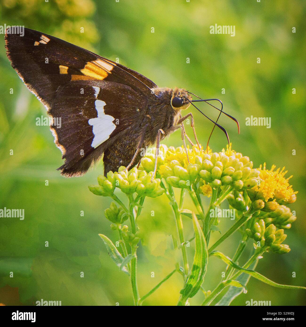 Silver-spotted Skipper, Wayne County, Pennsylvania Stockfoto