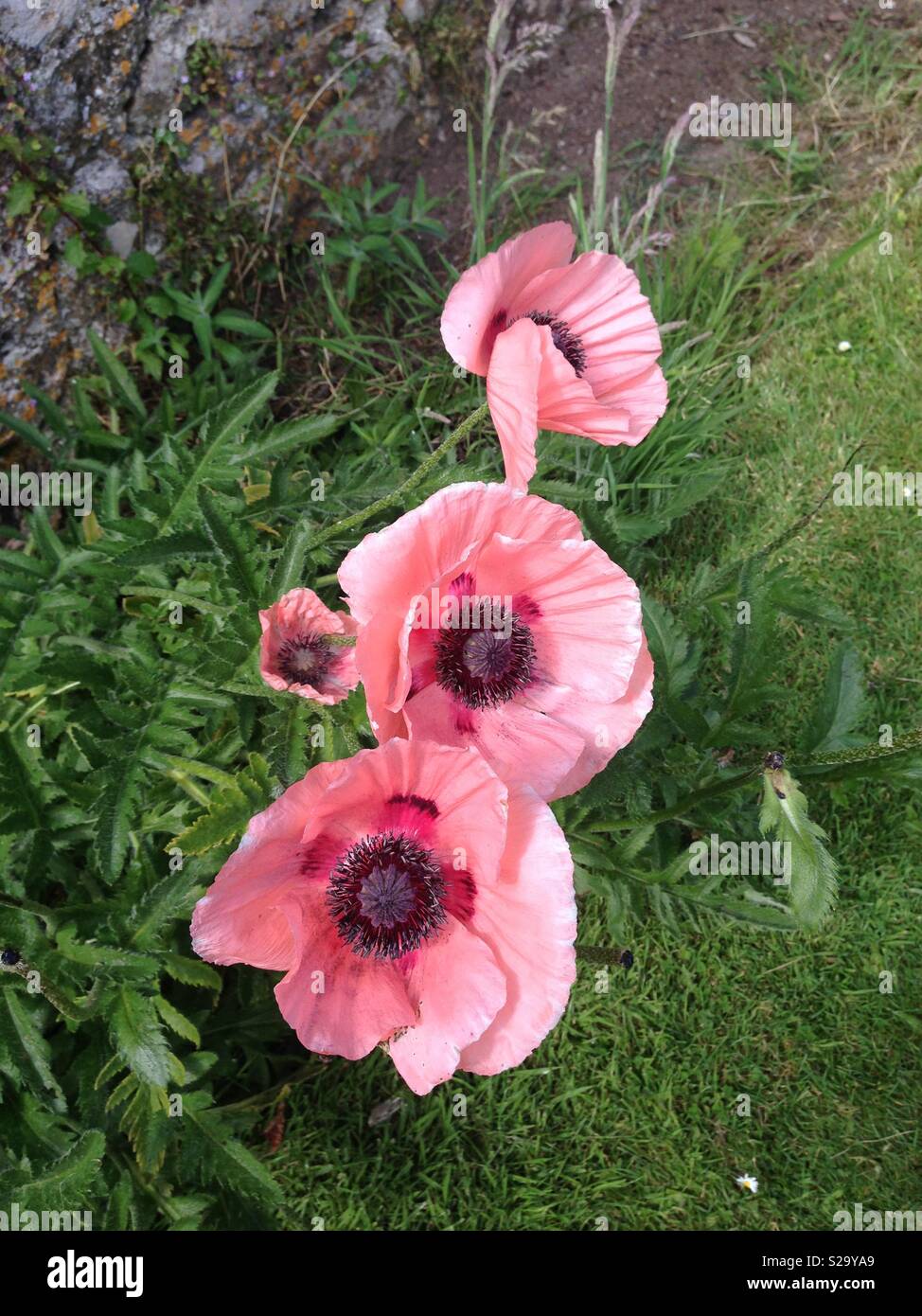 Rosa Mohnblumen wachsen in der Wiese in Großbritannien Stockfoto