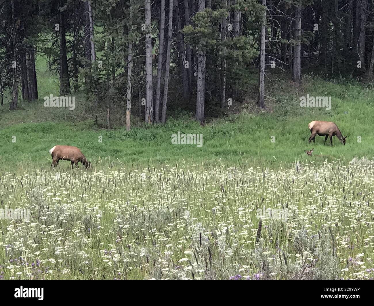 Elche grasen in der Yellowstone National Park, Wyoming Stockfoto